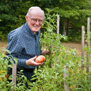 Man picking tomato at Piedmont Crossing